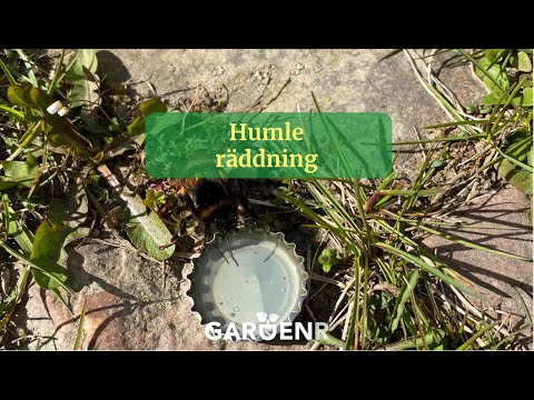 Bumblebee rescue - Gardenhacks by GardenR