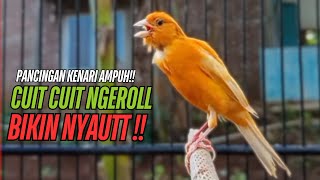 Download lagu SUARA Kenari GACOR PANJANG Pancingan & masteran Kenari Paud AGAR gacor AMPUH Kenari MACET bunyii mp3