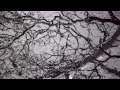 Grasscut - Curlews (Out Now) 