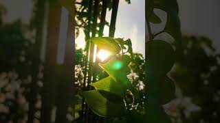 Download lagu story wa pagi hari | story wa estetik 30 detik mp3