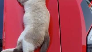 animales El gato duerme en el carro