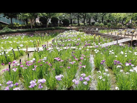 足立区ドローン動画「しょうぶ沼公園のハナショウブ 2021」