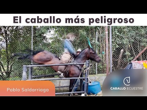 El caballo más peligroso - Quitando miedos en caballos - Doma racional - Pablo Saldarriaga