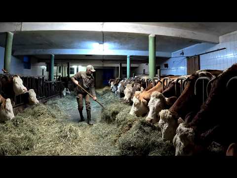 Cold Winter Day on a Small Dairy Farm