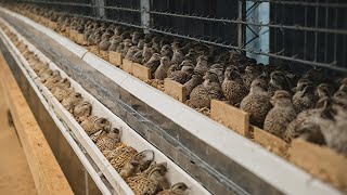 How Quail Egg Hatcheries Make Millions | Inside Modern Quail Farms