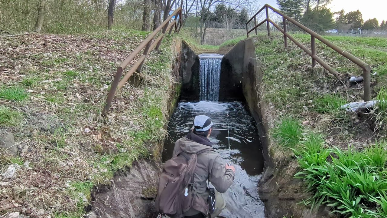 小さな用水路にはとんでもないぬしがいた！！！