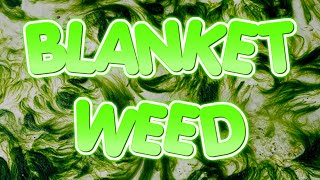 How to get rid of Blanket Weed and String Algae from your pond forever