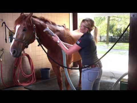 Grooming Tips for Show & Performance Horses
