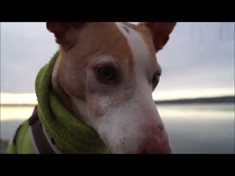 Ein Tag am See - Podenco Andaluz