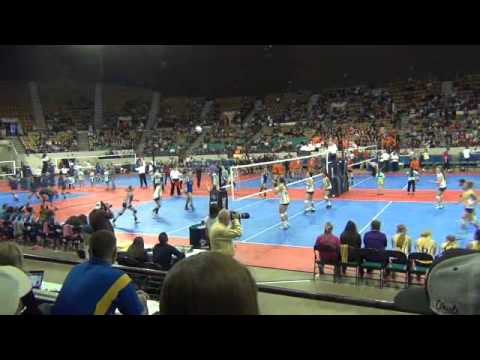 Shelbie Knuckles #3 (blue)