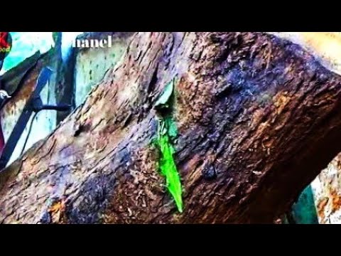 sawing old teak monster || the fiber is amazing || sawmill