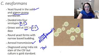 Cryptococcus neoformans