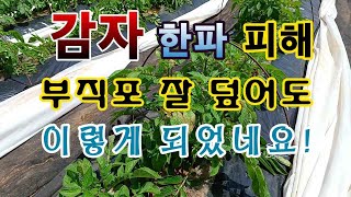 [텃밭농부.995]  감자. 부직포 덮었지만 한파 피해가 이렇게 생겼습니다.