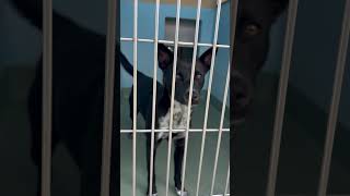 Video preview image #1 Mutt Puppy For Sale in Pasadena, CA, USA