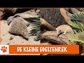 Dit is eigenlijk helemaal geen egel! | DierenpraatTV