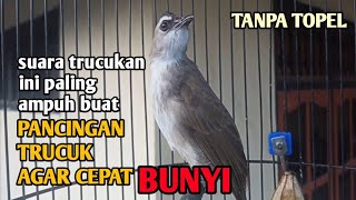 Download lagu Tanpa ropel suara trucukan ini paling ampuh buat pancingan & masteran  trucukan agar cepat bunyi  mp3