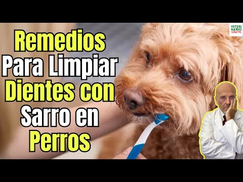 🐾 HOME REMEDIES TO CLEAN MY DOG'S TEETH WITH TARTAR | 💚🪥