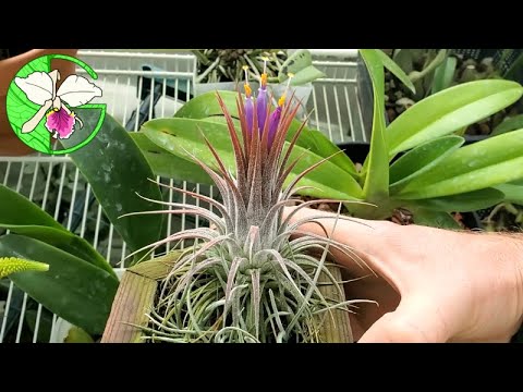 Orchid grow tent collection update • 30 May 2021