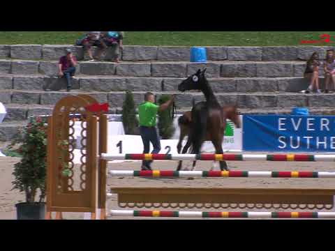 KN 8 Stute v  Kannan Lancer III