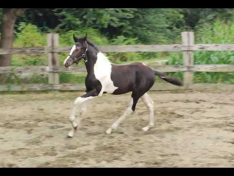 Desperado van 't Stelenshof (HIGHLANDER x UNKNOWN) - Video 2 video thumbnail