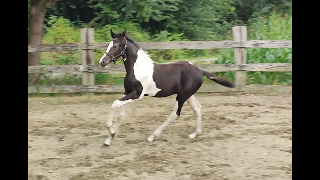 Desperado van 't Stelenshof (HIGHLANDER x UNKNOWN) video 1