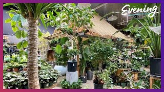 Sunny since '70 🌞 The Indoor Sun Shoppe has brightened dark Seattle days for half a century