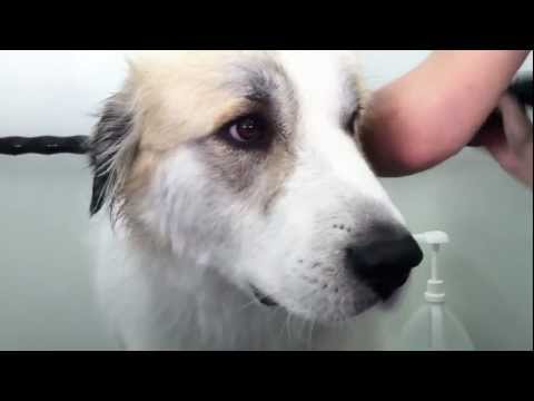 Yeti the Dog Hates Baths