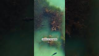 Reviving Lake Ecosystems: Nanobubbles and Nutrient Reduction