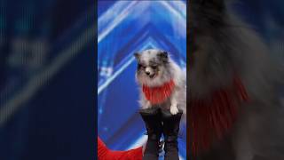 Adorable Dog Act Gets A Golden Buzzer! thumbnail