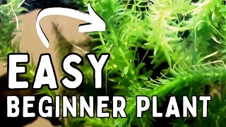 🌱 Elodea/Anacharis Aquarium Plant CARE GUIDE & Propagation