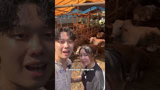 Download lagu Beli sapi raksasa buat qurban !’ mp3 Download lagu Beli sapi raksasa buat qurban !’ mp3
