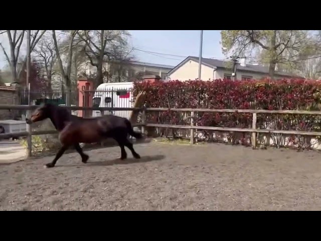 Litchy, ponette D sortie en concours