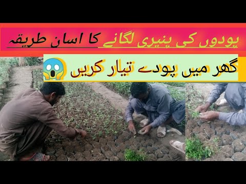 Paudhon 🌱 ki paridhi lagane ka aasan 😍 tarika? 😱