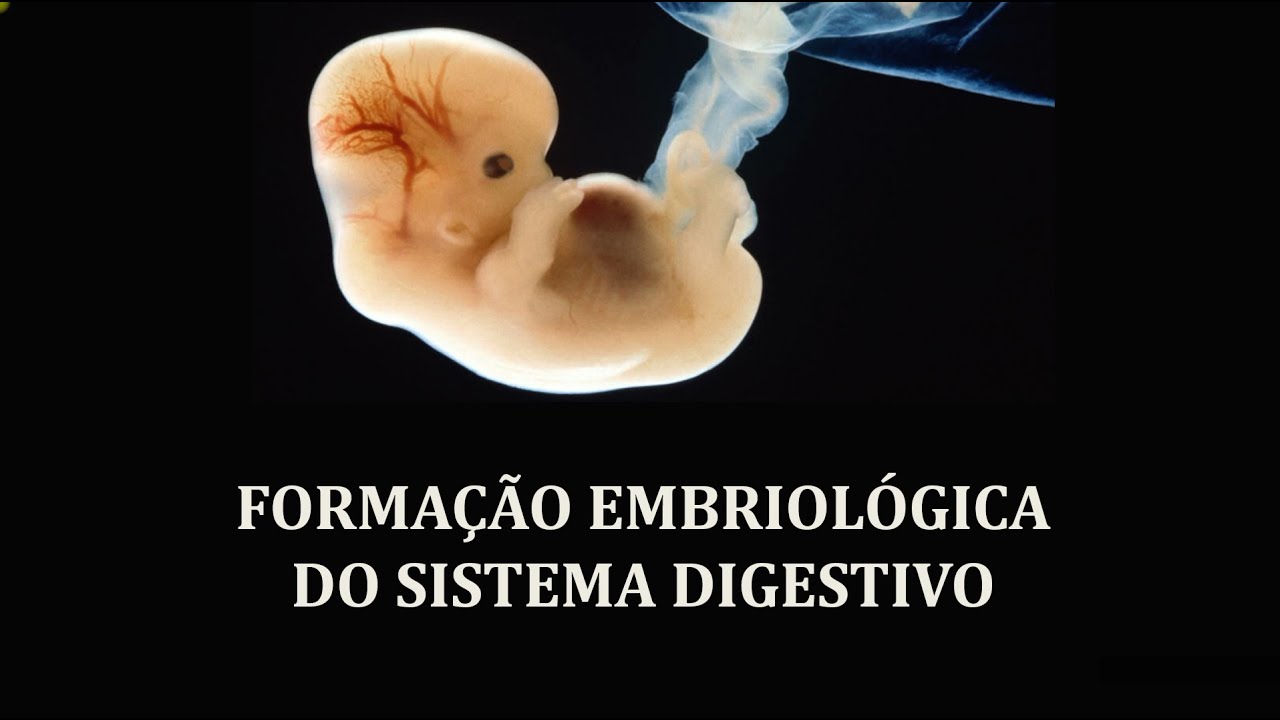 Embriologia do trato digestivo - parte 1