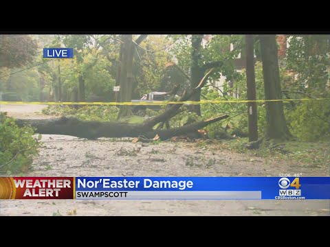 North Shore Loses Trees, Power During Damaging Nor'easter