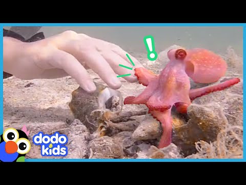 Egbert The Friendly Octopus Has A Surprise Best Friend | Animal Videos For Kids | Dodo Kids