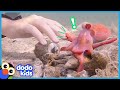 Egbert The Friendly Octopus Has A Surprise Best Friend Animal Videos For Kids Dodo Kids