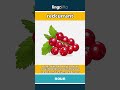 redcurrant - a small, bright red berry... video thumbnail