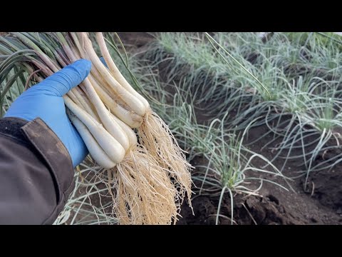 エシャロットを植える：どうやって植えるの？どの品種を選ぶべきですか？  庭園