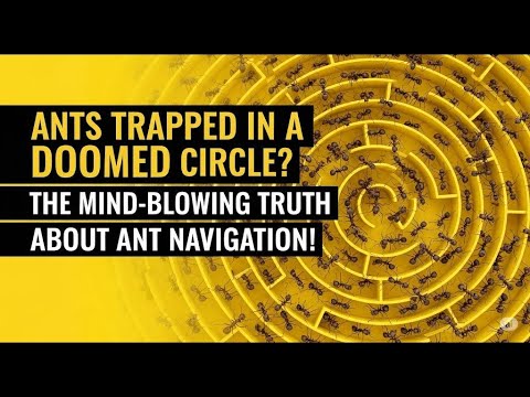 Ants Trapped in a DOOMED Circle? The Mind-Blowing Truth About Ant Navigation!