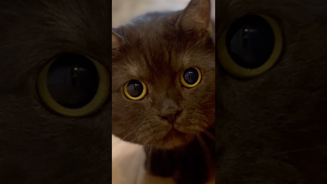 カメラ前にピタッと…黒猫フェイス！