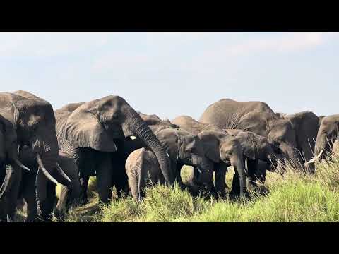Elephants Enjoying a Peaceful Drink | African Wildlife Moment 🐘
