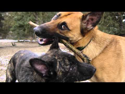 In Memorial Of Thijs - 25-10-03 / 09-12-12