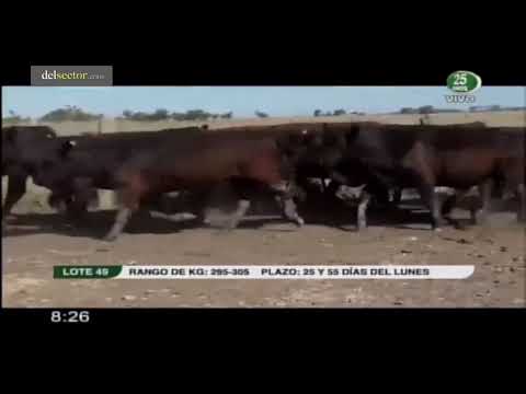 Juan Pedro Colombo, Diego Grané y Mario Gimenez. 18.000 vacunos, rematan el 10/12