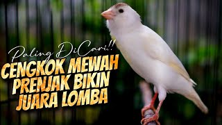 Download lagu KALITAN MEWAH JUARA - MASTERAN KENARI ISIAN PRENJAK GACOR SUARA JERNIH PALING DICARI mp3 Download lagu KALITAN MEWAH JUARA - MASTERAN KENARI ISIAN PRENJAK GACOR SUARA JERNIH PALING DICARI mp3