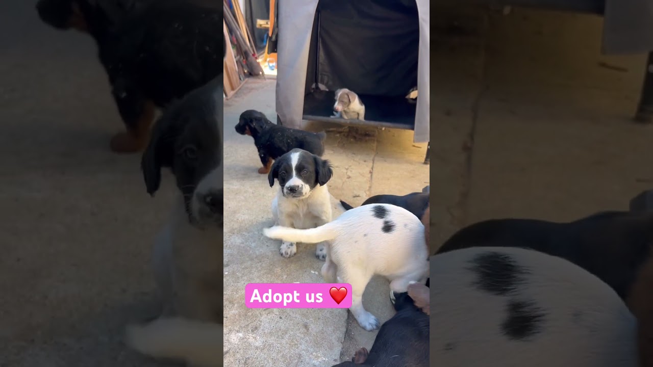 Enlarge Puppies!, an adopted mixed breed in Burbank, CA video 2/5