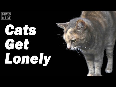 Should You Get a Second Cat?: Facebook Survey Gets Surprising Results