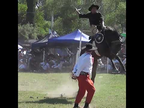 Monta en basto Quedo ENGANCHADO en Nelson Santa Fe