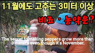 11월에도 3미터까지 자란 고추나무 관리하는 방법 The secret to making peppers gro…