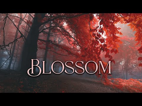 1 Hour of Forest Music | Blossom